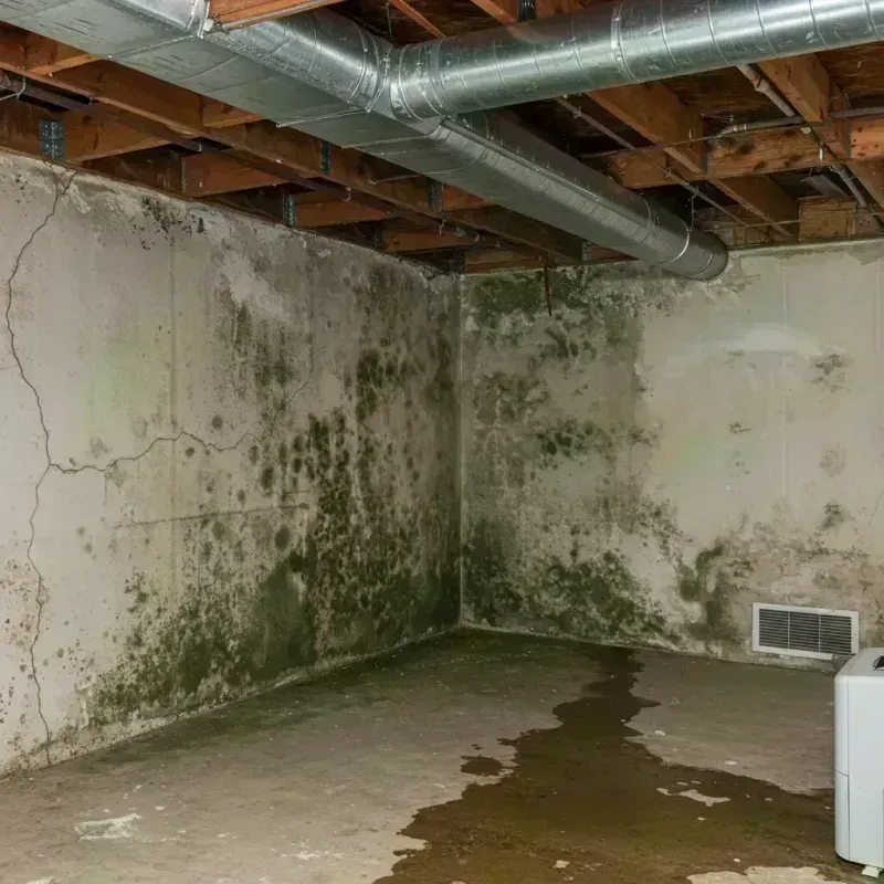 Professional Mold Removal in Union County, KY